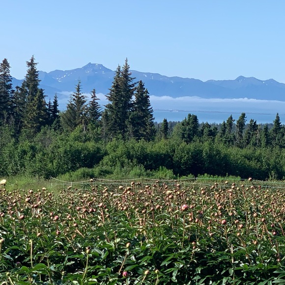 Meet your Posher, Elle. - Picture 1 of 3